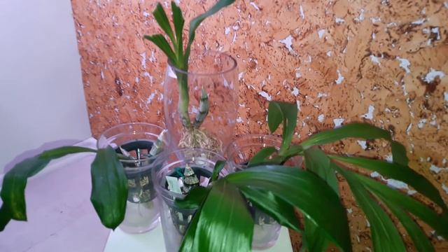 Катасетум в  системе с просушкой. Catasetum In SWC Update