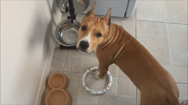 Игрушка-кольцо для собаки. Щенок стаффа играет с кольцом смотреть онлайн