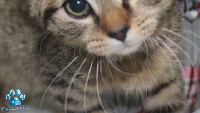 The Shivering Kittens didn't Move, Lying in the Snow in the Freezing Cold смотреть онлайн