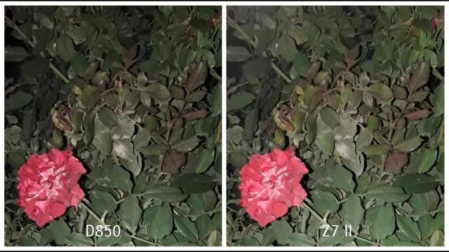 Nikon D850 Vs Nikon Z7 II Camera Test смотреть онлайн