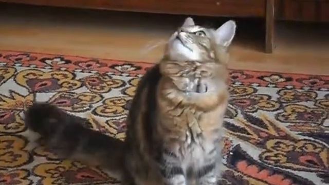 Разговор кошки с мухой Talking cat with a fly смотреть онлайн