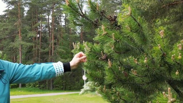Прогулка. Санаторий Белые Ночи. Санкт-Петербург (Сестрорецк). смотреть онлайн