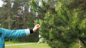 Прогулка. Санаторий Белые Ночи. Санкт-Петербург (Сестрорецк).