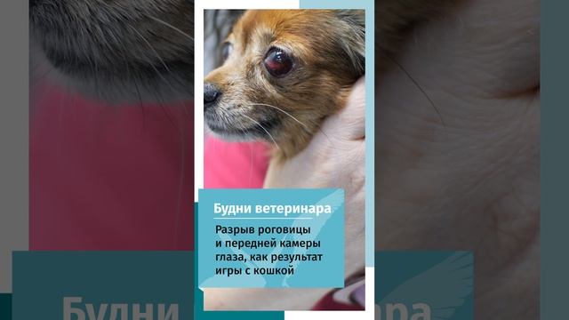 Кошка поцарапала глаз собаке смотреть онлайн