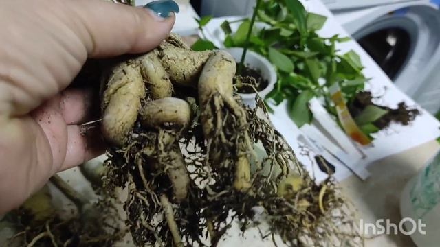 Пересадка адэниумов и немного о других растюхах. смотреть онлайн