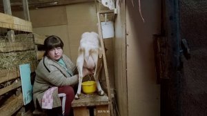 Сыпь на вымени у козы (причины).Доим правильно