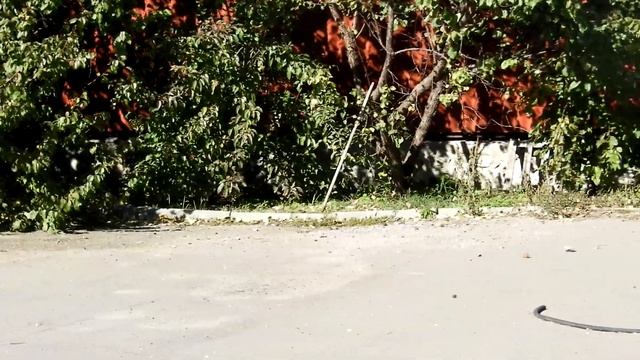 Подъём голубей по новой методике смотреть онлайн