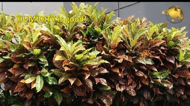 How To Grow Croton Plant | Croton Plant Care | Codiaeum Variegatum Botany, Growth Care Video Englis