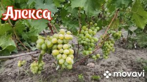 Виноград Алекса