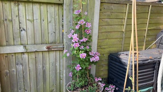 How To Grow Clematis in Pots - 2 Month Update смотреть онлайн