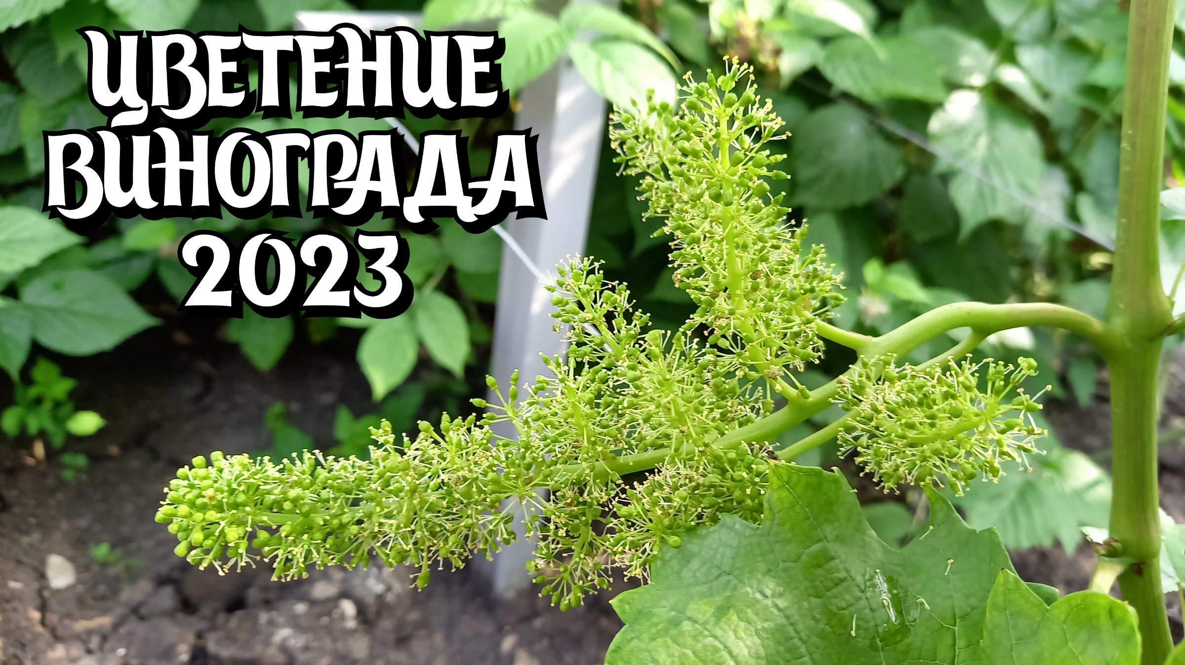 Цветение винограда 2023. смотреть онлайн
