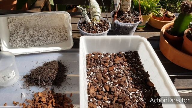 Посадка катасетума-catasetum Tenebrosum.Грунт.