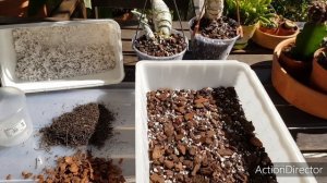 Посадка катасетума-catasetum tenebrosum.Грунт.