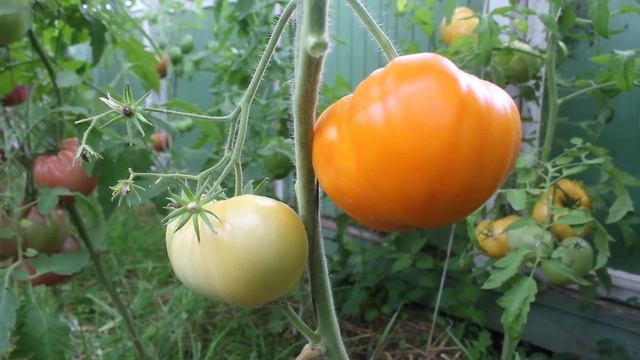 Сорт -"ОРАНЖЕВАЯ КЛУБНИКА". Томаты от Фёдора. смотреть онлайн