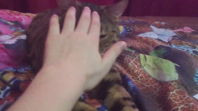Кот Бенгал спит смотреть онлайн