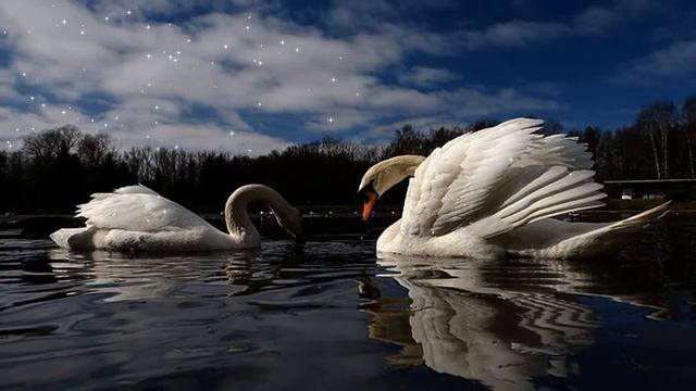 Тихая звёздная ночь - А.ГамИ смотреть онлайн