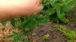 Жимолость из семян.