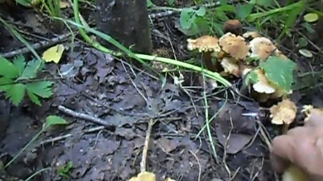 ,,Тигровые,, опята-чешуйчатка золотистая. смотреть онлайн