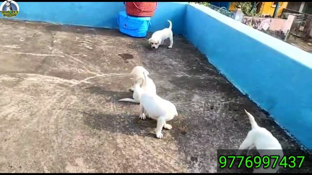 Lowest Price Labrador Retriever Dog Puppy Available in Odisha latest video смотреть онлайн