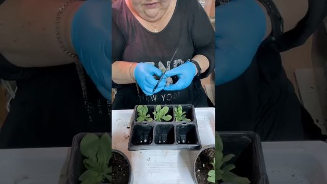 вегетативные черенки после покупки, пересадка, формировка смотреть онлайн