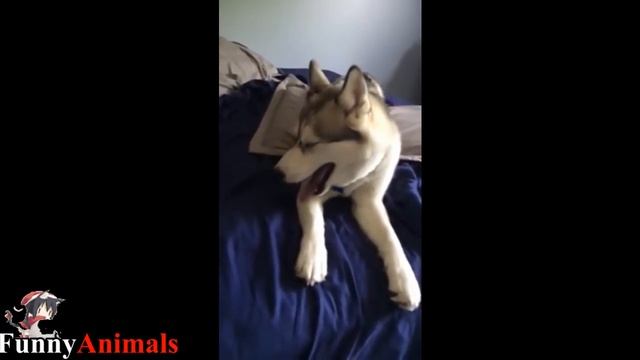 Dog Doesn't Want to Get Out of Bed - Funny Dogs Compilation смотреть онлайн