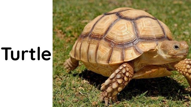 English Vocabulary For Preschool Kids And Toddler/#reptiles Vocabulary#58