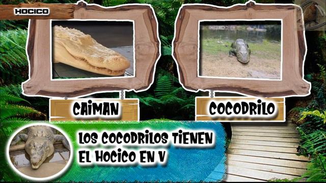 diferencias entre caimanes y cocodrilos – Sabias que смотреть онлайн