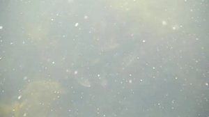 Подводная охота / Варваровское водохранилище / Майский