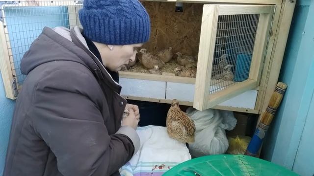 Убрала балконных перепелок из за болезни на ногах. Часть 4. смотреть онлайн