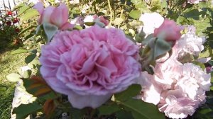 Роза японка Робе а ля франциаз Robé à la Francaise первогодка цветёт