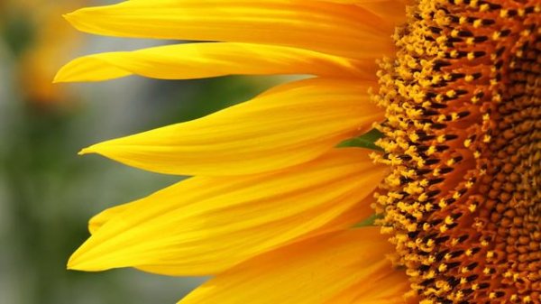 10 Interesting Facts about the Sun