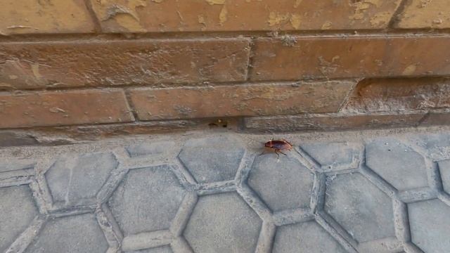 Летающие тараканы в Испании - здоровенные Кукарача! смотреть онлайн