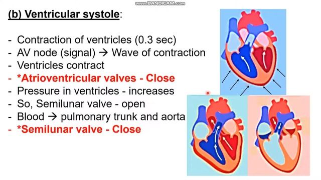 10 std Bio,unit 14 circulation in animals, Cardiac Cycle,Part 19,Samacheer смотреть онлайн