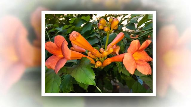 🌷Арт-студия "Я люблю снимать фото и видео". Наши фотозарисовки: с 26.06 по 02.07.2020🌷 смотреть онлайн