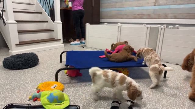 LIVE Evening Routing/Training With 6 Week Old Goldendoodle Puppies смотреть онлайн
