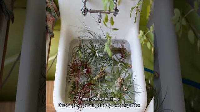 Тилландсия — уход в домашних условиях после покупки, цветение и пересадка смотреть онлайн