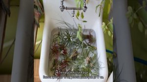 Тилландсия — уход в домашних условиях после покупки, цветение и пересадка