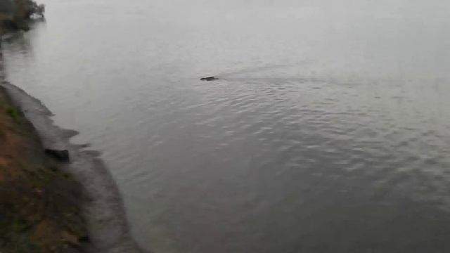 Енот плавает по Волге в районе Дубны смотреть онлайн