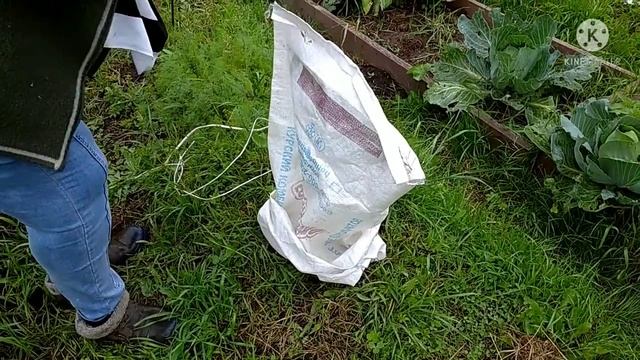 Легко быстро надёжно. Укрываем молодые саженцы под зиму. смотреть онлайн