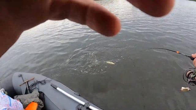 Искали язя, а нашли много окуня) смотреть онлайн