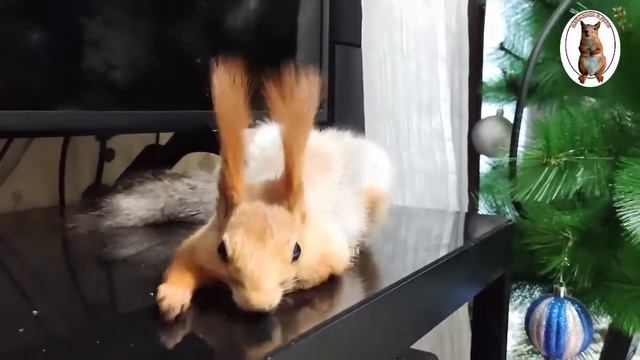 Как я пыталась "приучить белку к лесу"... ???️ How I tried to "train the squirrel to the forest" смотреть онлайн