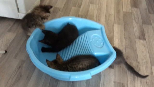 Лучшая игрушка для идеальных котят! смотреть онлайн