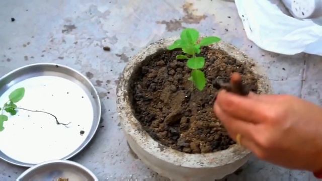 How to Grow Tulsi/Basil from Seeds|Collect Tulsi Seeds|Care of Tulsi Plant|Save Dying Tulsi| смотреть онлайн