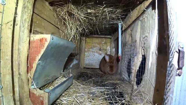 Крольчата. Эксперимент с коричневой крольчихой
