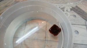 Кормление красноухих черепах замороженым мотылём. Черви, личинки.