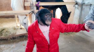 ЦИРК КАРАГАНДЫ! Дан Запашный и ШИМПАНЗЕ Боня гуляют за кулисами