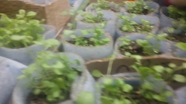 Ура!!!Весна.Обзор рассады на 1 марта. смотреть онлайн