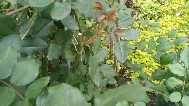 Так готовила розы к зиме бабушка соседка. смотреть онлайн