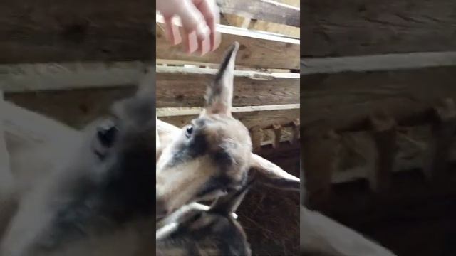 Удобный сарай для коз!!! смотреть онлайн