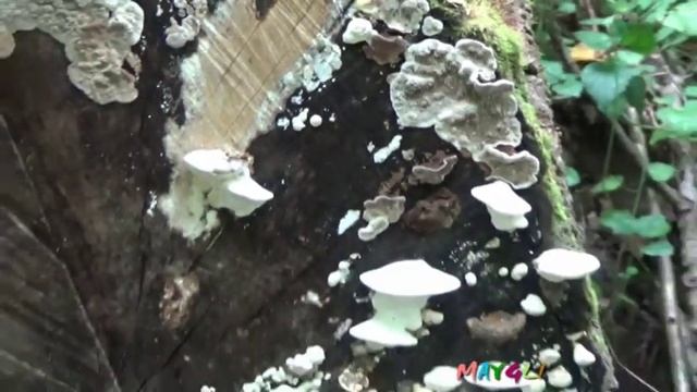 Кто в лесном домике живет? смотреть онлайн